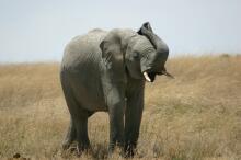 Treffen zweier Elefantenherden